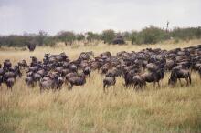 Gnuherde auf dem Weg zum Marafluss